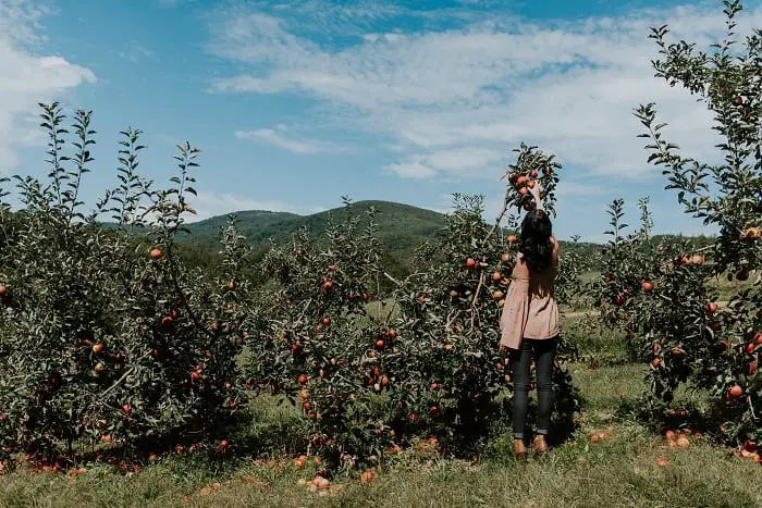 Best apple picking in Ottawa. If you are considering going Apple picking this year, we have a list of some of the best apple picking orchards in Ottawa worth visiting this year. 