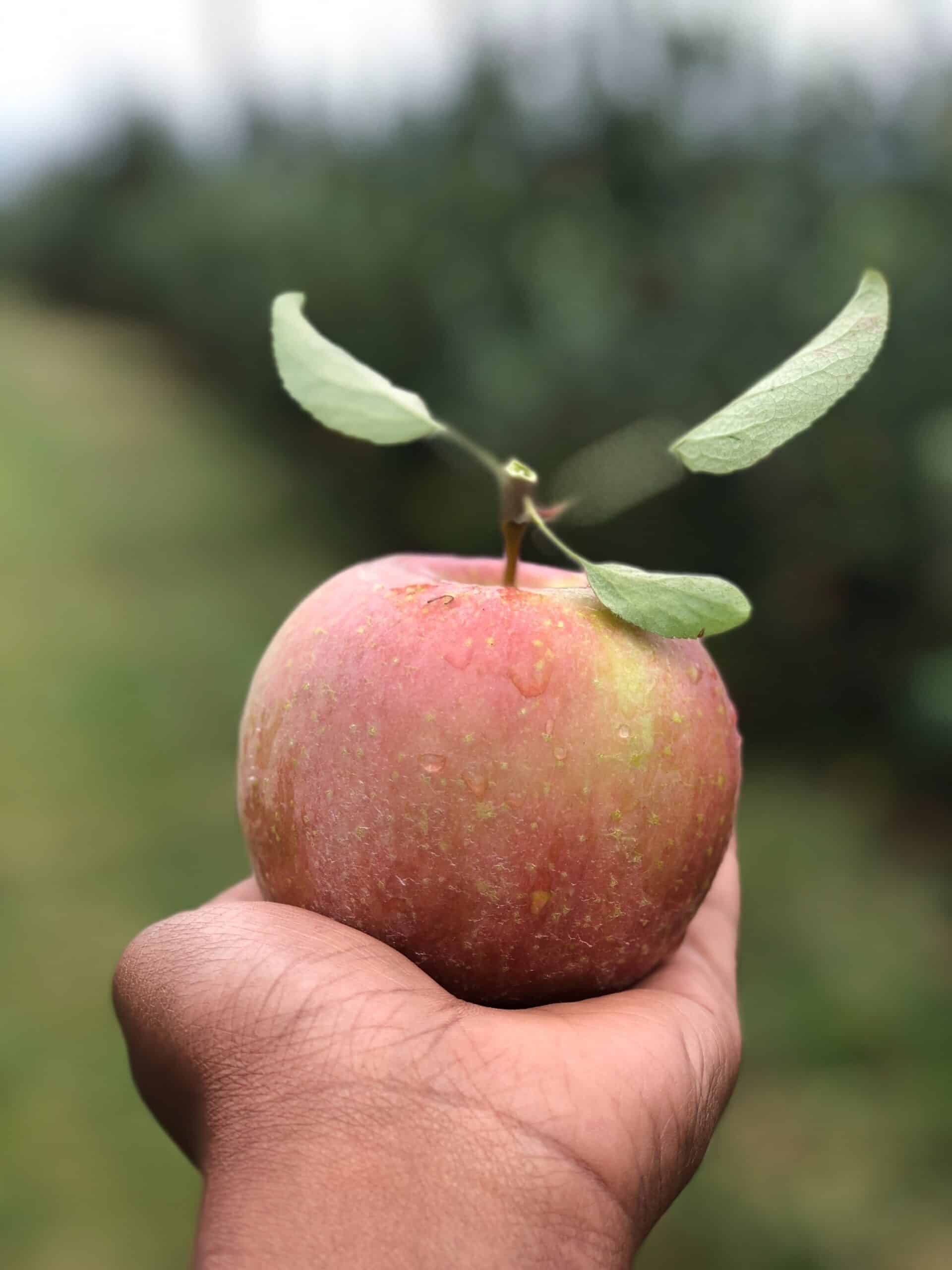 Apple picking in the Ottawa area. I created a list of the best places to go apple picking in Ottawa. 